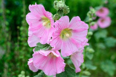 Althaea officinalis bitkisinin birçok narin pembe çiçekleri, genellikle bir İngiliz kır evinde marsh-mallow olarak bilinir güneşli bir yaz gününde, güzel bir açık hava çiçek arka planında