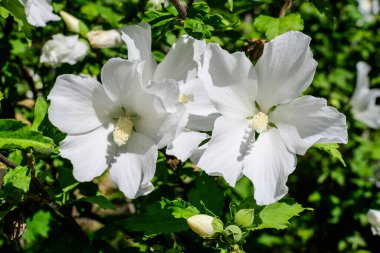 Yaygın olarak Kore gülü, Sharon gülü, Suriye ketemi, althea veya gül tohumu olarak bilinen beyaz bir çiçek, güneşli bir yaz gününde bir bahçede.
