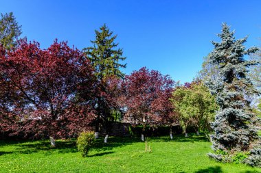 Landscape with vivid green trees and grass in Chindia Park (Parcul Chindia) from Targoviste city in Romania in a sunny spring  day with white clouds and blue sky clipart