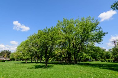 Romanya 'nın Targoviste şehrinden, beyaz bulutlar ve mavi gökyüzü ile güneşli bir bahar gününde, Chindia Park' taki (Parcul Chindia) canlı yeşil ağaçlar ve çimlerle kaplı manzara