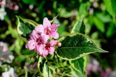 Canlı pembe ve beyaz Weigela Florida bitkisine yakın güneşli bir bahar gününde bahçesinde çiçeklerle dolu, güzel bir açık hava çiçekli arka planda yumuşak bir odak ile fotoğraflanmış.