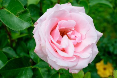 Large green bush with one fresh vivid pink rose and green leaves in a garden in a sunny summer day, beautiful outdoor floral background photographed with soft focus