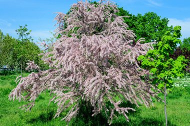 Pek çok canlı pembe çiçek ve Tamariks tomurcukları, tamarisk veya tuzlu sedir ağacı güneşli bir bahar bahçesinde, güzel arka plan seçici bir odak ile fotoğraflanmış.