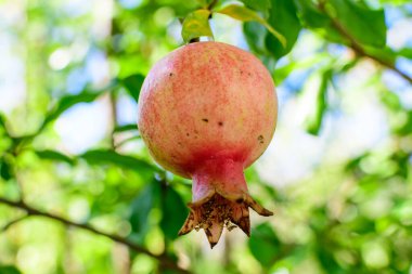 Bir küçük ham nar meyvesi ve yeşil yapraklar büyük bir ağaçta güneş ışığı altında güneşli bir yaz gününde bir meyve bahçesinde, güzel bir açık hava çiçekli arka planda seçici bir odak ile fotoğraflanmış.