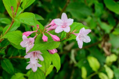 Weigela Florida 'nın açık pembe çiçekleri, çiçeklerle dolu güneşli bir bahar gününde bir bahçede, açık hava çiçekleriyle çekilen güzel arka planda yumuşak bir odak ile.