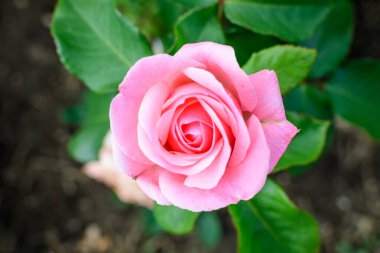 Güneşli bir yaz gününde, bahçedeki yeşil yapraklar ve çiçek arkaplanındaki narin pembe güllerden birini kapat. Yumuşak bir odak noktasıyla çekilmiş güzel bir çiçek arkaplanı.