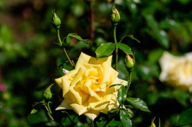 Bir yaz bahçesinde çiçek açmış, büyük ve narin bir sarı gülü yakın çekim, doğrudan güneş ışığı, arka planda bulanık yeşil yapraklar