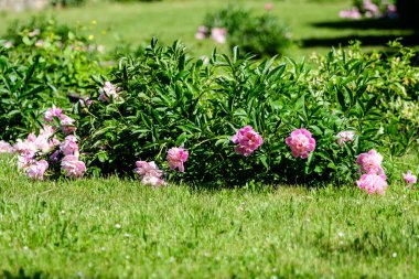 Güneşli bir bahar gününde, İngiliz kır evi tarzında bahçesinde çok sayıda canlı pembe şakayık çiçekleri olan Bush, güzel açık hava çiçekleri seçici bir odak noktasıyla fotoğraflandı.