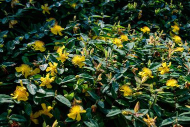 Hypericum caylcyinum bitkisinin canlı sarı çiçekleri, yaygın olarak Sharon Gülü olarak bilinir, Aaron 'un sakalı, St-John' s otu, güneşli bir yaz gününde sürünen St. John 's otu ve Kudüs yıldızı