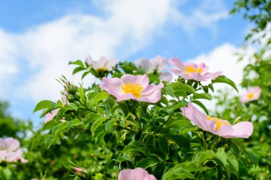 Narin açık pembe ve beyaz Rosa Canina çiçekleri bahar bahçesinde, doğrudan güneş ışığında, bulanık yeşil yapraklarla, güzel açık hava çiçekleri ve yumuşak odak ile fotoğraflanmış.