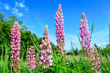 Lupinus 'un pembe çiçeklerine yakın, lupin ya da lupin olarak da bilinir, açık mavi gökyüzüne doğru tam çiçeklenme ve yeşil çimlerde güneşli bir bahar bahçesinde, güzel bir açık hava çiçekli arka planda.