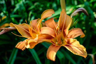 Lilium ya da Lily 'nin pek çok küçük turuncu çiçeği, güneşli bir yaz gününde İngiliz kır evlerinin bahçesinde çiçek yetiştirir. Açık hava çiçeklerinin arka planında, yumuşak bir odak noktasıyla çekilir.