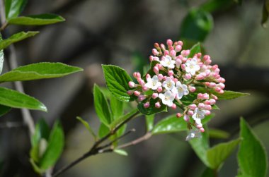 Üzerinde Viburnum carlesii bitkisinin narin beyaz çiçekleri olan çalılar. Yaygın olarak ok ağacı ya da Kore baharatlı viburnum olarak bilinir. Güneşli bir bahar gününde bir bahçede.