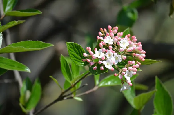 stock image Shrub with many delicate white flowers of Viburnum carlesii plant commonly known as arrowwood or Korean spice viburnum in a garden in a sunny spring day, beautiful floral background