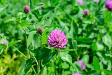Güneşli bir bahar gününde tek yonca (trifolium) pembe çiçek ve yeşil yapraklı arkaplan, yumuşak odaklı güzel açık hava çiçekli arkaplan