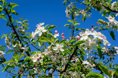 Narin beyaz elma ağacı çiçeklerinin açtığı bir dalın kapağı güneşli bir bahar gününde bahçenin arka planında bulanık bir arkaplan, güzel Japon kiraz çiçekleri çiçek arka planı, sakura