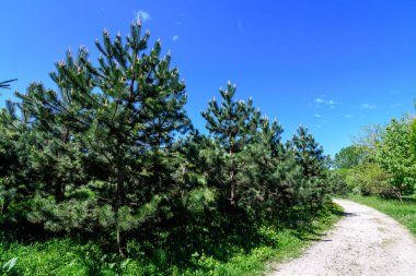 Romanya 'nın Bükreş kenti yakınlarındaki güneşli bir bahar gününde, eski yeşil ağaçlar ve Mogosoaia Parkı' ndaki (Parcul Mogosoaia) boş gri sokak manzarası