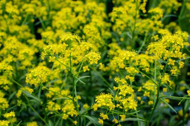 Many small vivid yellow flowers of rapeseed in a garden in a sunny summer day, beautiful outdoor floral background photographed with selective focus clipart