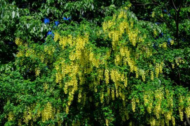 Laburnum anagyroides tomurcukları, laburum, altın zincir ya da altın yağmurlu ağaç, güneşli bir bahar bahçesinde tam çiçek, güzel bir açık hava çiçekli arka plan