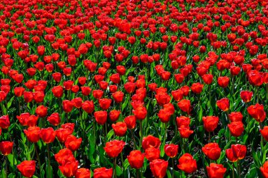 Güneşli bir bahar bahçesinde çiçek açan pek çok canlı kırmızı lale. Açık havada çekilen güzel çiçek arkaplanı.