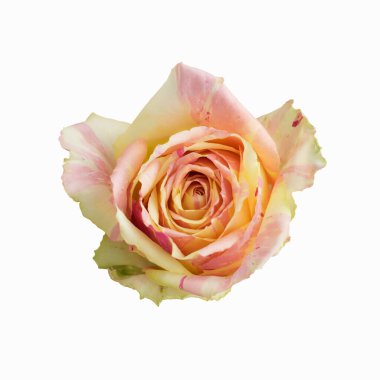 Taze sarı ve pembe gül, beyaz arka planda izole edilmiş. Yakın plan..