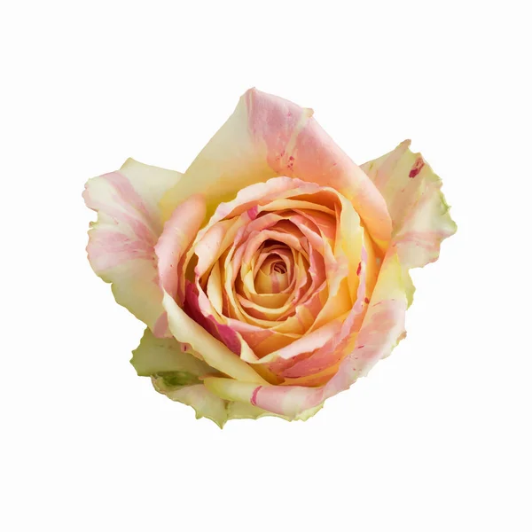 Fresh Rose Yellow Pink Color Isolated White Background Close — Stock Photo, Image