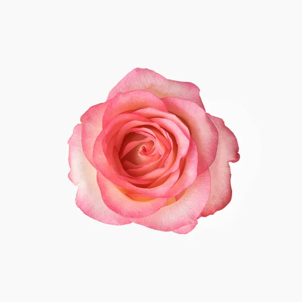 Fresh delicate rose of pink color, isolated on a white background. Close-up.