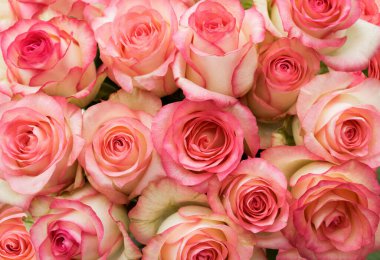 Arka plan narin gül çiçeklerinden yapılmıştır. Güzel, parlak çiçek arkaplanı. Çiçek duvar kağıdı. Üst Manzara. Yakın plan..