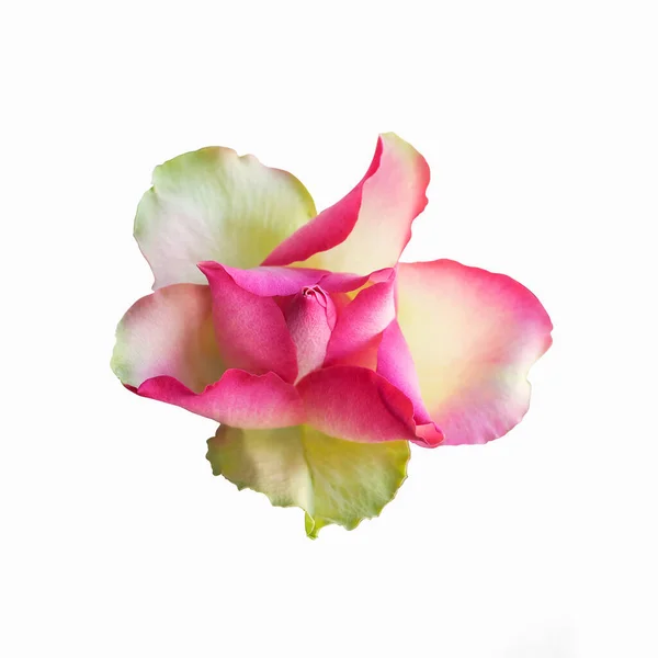 Нежная Роза Розового Цвета Выделенная Белом Фоне Крупный План — стоковое фото