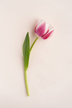 Açık arkaplanda taze pembe lale çiçeği. Çiçek kartının bir parçası. Yakın plan. Üst görünüm.