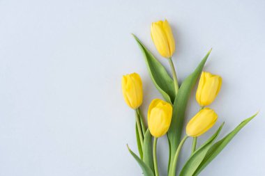 Açık gri arka planda bahar sarısı laleler. Tebrik kartı. Üst görünüm, kopyalama alanı, afiş.
