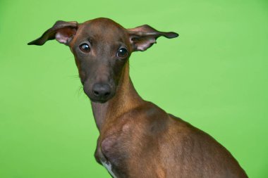 Kahverengi italyan tazısı yeşil arka planda oturuyor