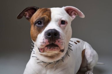 Kahverengi ve beyaz köpeğin yaklaşması.