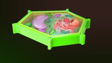 3D hücre Canlandırması