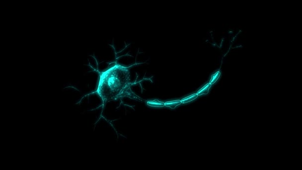 神経細胞の解剖学的構造の3Dアニメーション映像 — ストック動画
