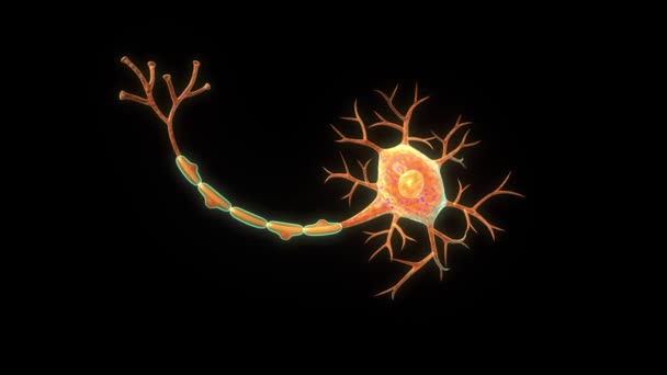 Animované Záběry Anatomie Neuronu — Stock video