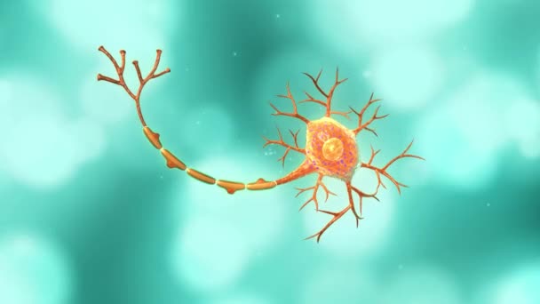 Nöronun Anatomisinin Boyutlu Animasyon Görüntüleri — Stok video
