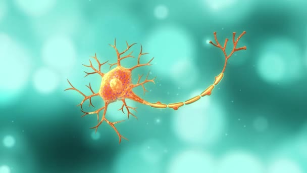 Animerade Bilder Neuronens Anatomi — Stockvideo