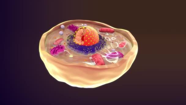 Анімація Тваринних Клітин Ілюстрація — стокове відео