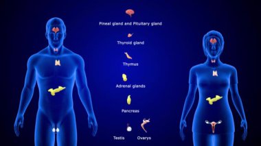Endokrin sisteminin 3D animasyon görüntüleri
