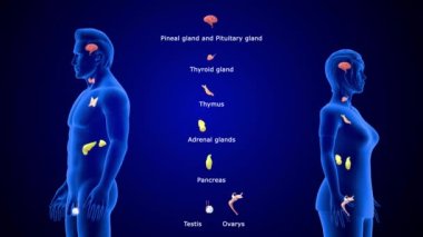 Endokrin sisteminin 3D animasyon görüntüleri