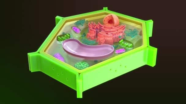 植物細胞の収縮 3Dイラスト — ストック動画