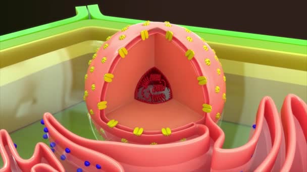 植物細胞Chromatin 3Dイラスト — ストック動画