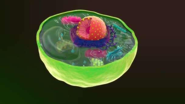 丸型植物細胞 3Dイラスト — ストック動画