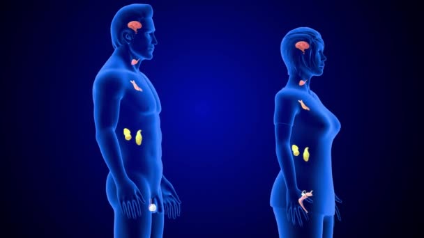 Animated Footage Endocrine System — Stock Video
