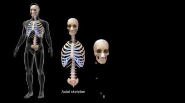 Skull, Ribcage, Vertebral sütun insan iskeleti 33d illüstrasyon