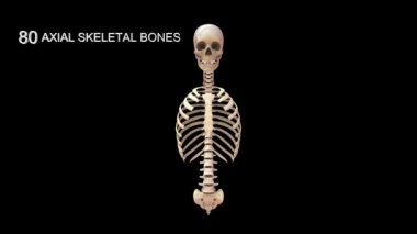İnsan iskelet sisteminde toplam eksenel kemikler 3D illüstrasyon