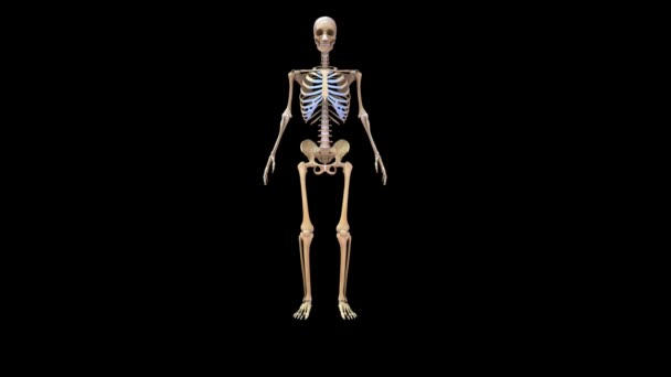 Tomografi Iskeletler Boyutlu Illüstrasyon — Stok video