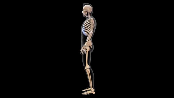 206 Kości Dorosłym Ciele Ludzkim Ilustracja — Wideo stockowe
