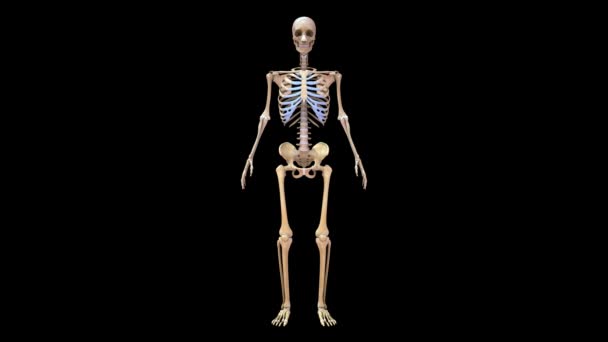 Obere Gliedmaßen Und Untere Gliedmaßen Menschlichen Skelettsystem — Stockvideo